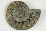 Cut & Polished, Pyritized Ammonite Fossil - Russia #198337-2